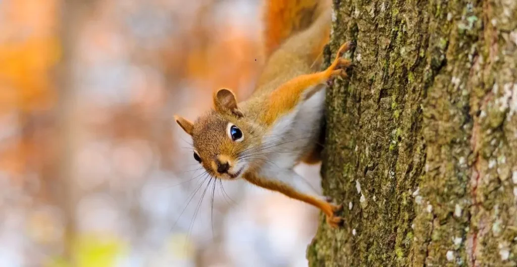 Squirrel Removal from Public Spaces Effective Strategies and Best Practices
