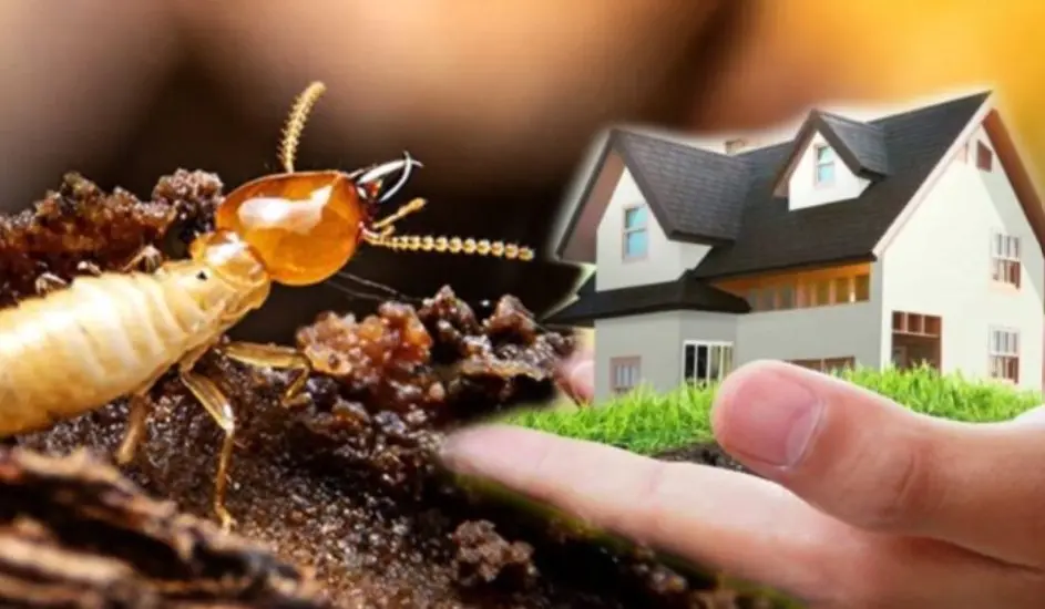 How Preventative Pest Control Saves Homes and Health