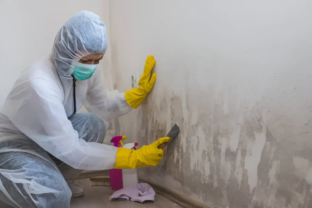 What Is Mold Remediation and Why Do Homeowners Need It?